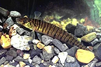 logperch (Percina caprodes); image from matched species article
