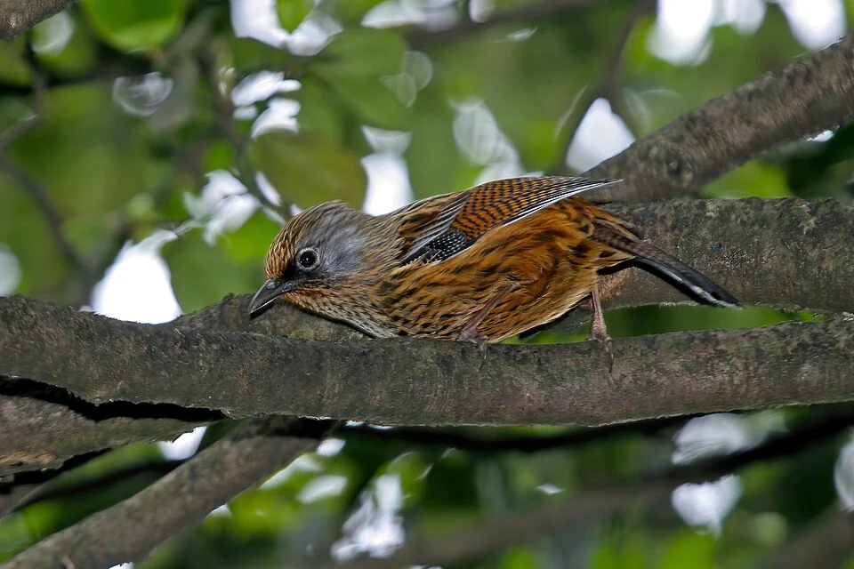 Streaked Barwing Actinodura souliei souliei, Pingshan County, Sichuan, China.