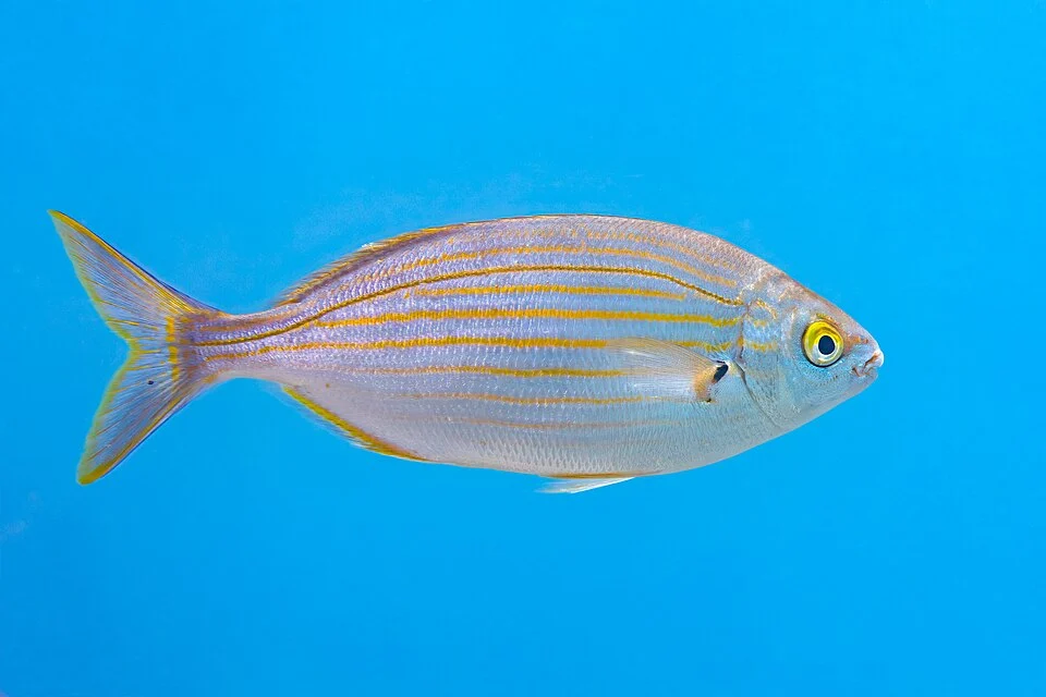 Salema porgy (Sarpa salpa), Catania, Sicily, Italy