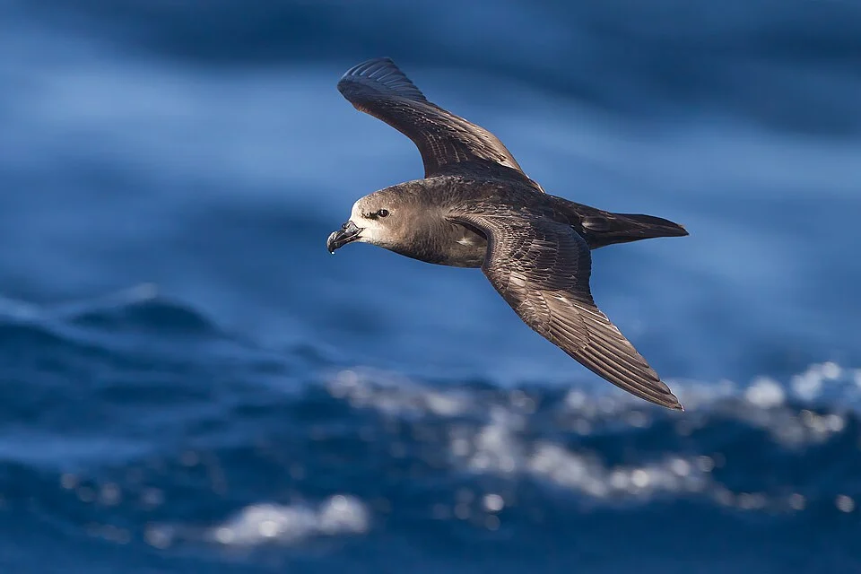 Grey-faced Petrel (Pterodroma gouldi) East of the Tasman Peninsula, Tasmania, Australia