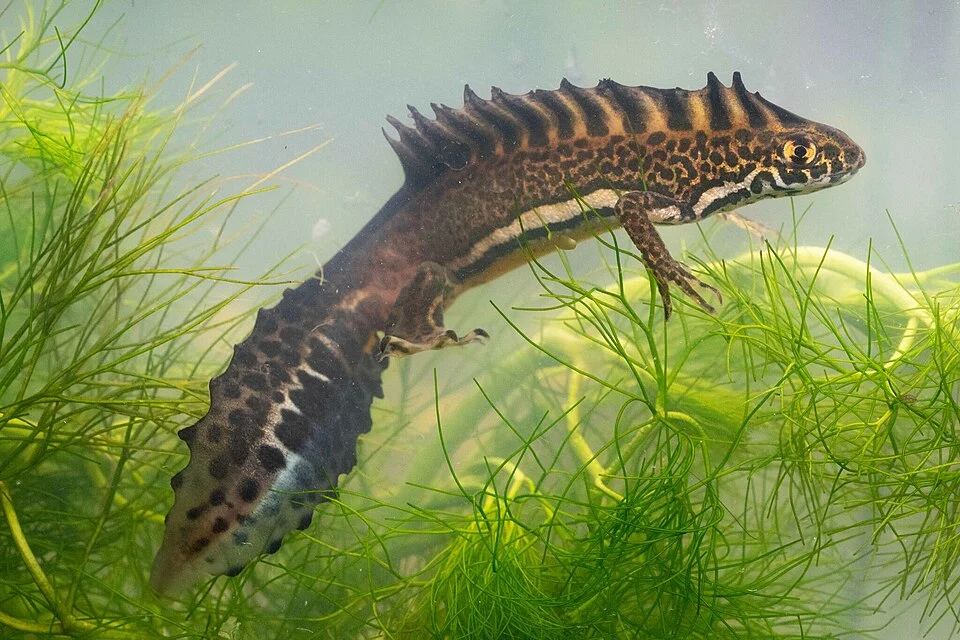 Photo of Anatolian Banded Newt uploaded from iNaturalist.