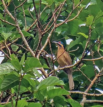 Microdynamis parva, Sorong City, West Papua, Indonesia, 2023-11-22 (iNaturalist).