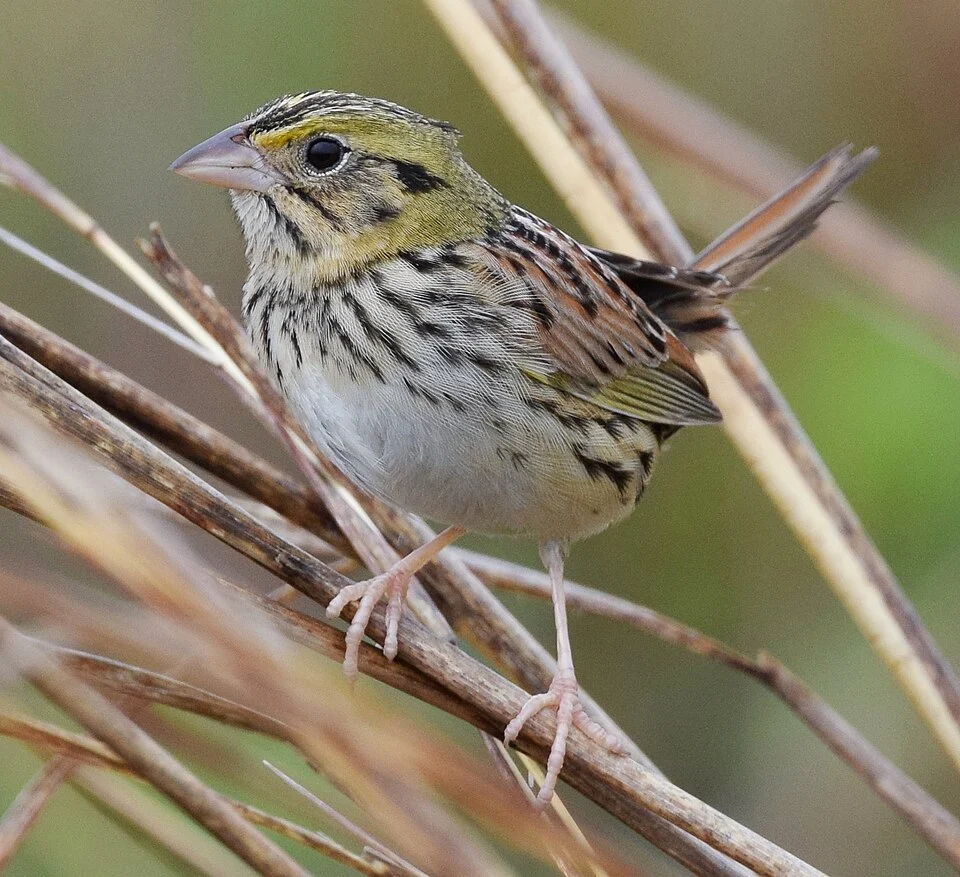 Henslow's Sparrow (WORKS)