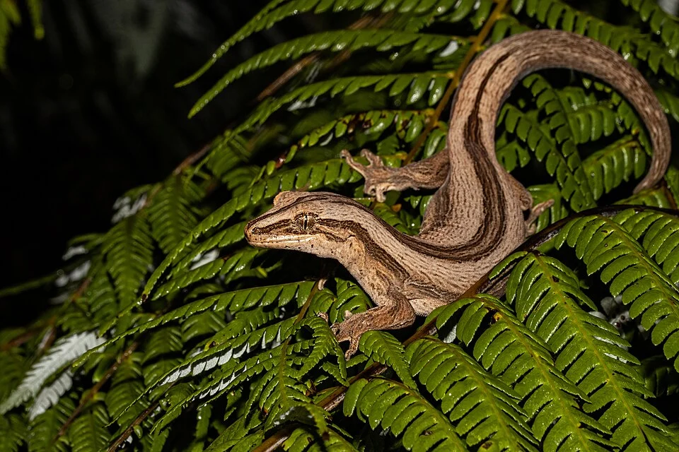 Northern Striped Gecko (Toropuku inexpectatus)