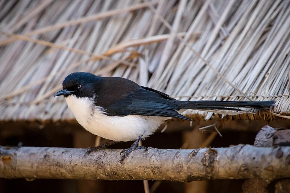 Dark-backed Sibia (Heterophasia melanoleuca) at Doi Lang, Chiang Mai Thailand
