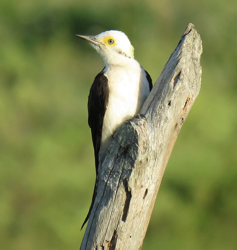 White woodpecker (Melanerpes candidus) in Aracaju, Sergipe, Brasil.