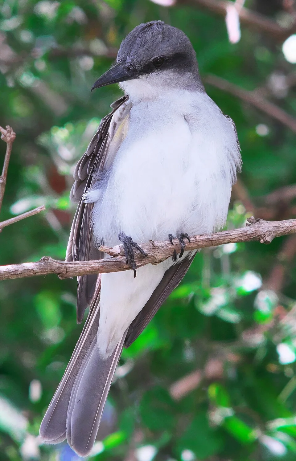 A Puerto Rican Gray Kingbird sitting on a tree branch.