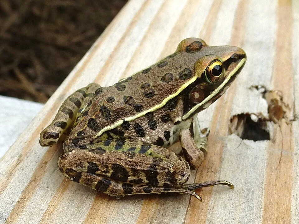 Southern Leopard Frog, Missouri Ozarks