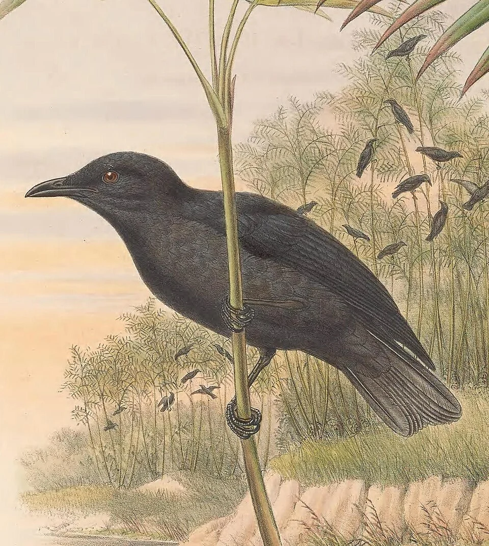 Calornis feadensis = Aplonis feadensis in The birds of New Guinea and the adjacent Papuan islands, including many new species recently discovered in Australia. v.4. (Plate 14)