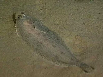The witch flounder, or Glyptocephalus cynoglossus, feeds on small shrimp, marine worms, and small mollusks. Its grayish-white body allows it to blend into the muddy bottom.