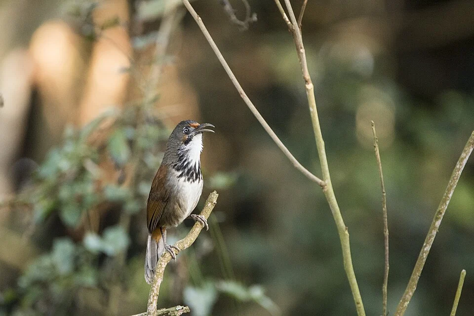 Black-necklaced scimitar babbler (Erythrogenys erythrocnemis) in Fenghuang Nature Education Area, Nantou, Taiwan.