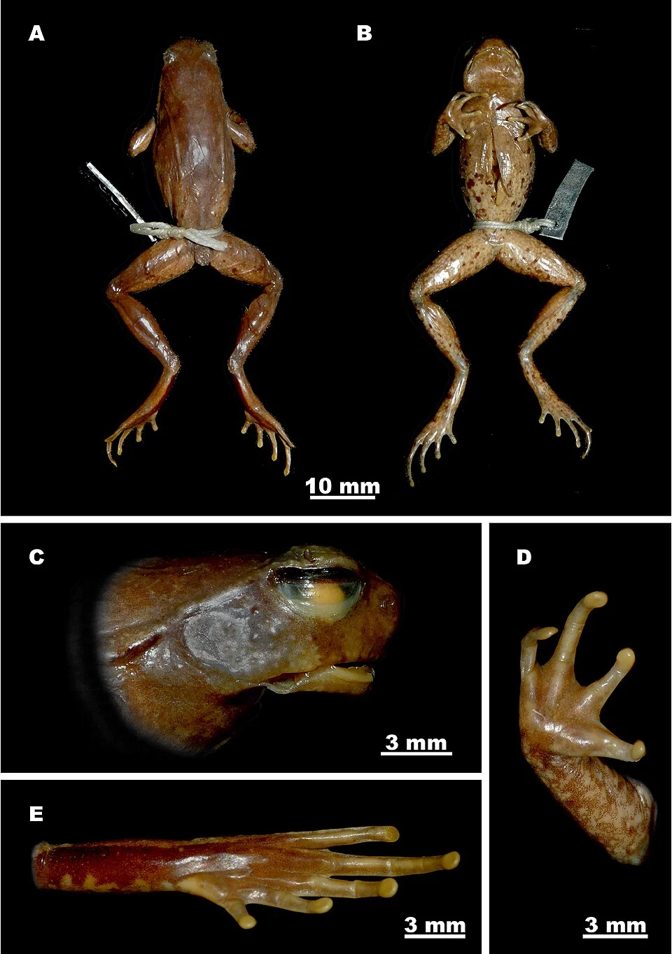 Figure 7; Holotype Ophryophryne gerti (BMNH 1921.4.1.324, male) in preservative: A dorsal view B ventral view C head, lateral view D volar view of the left hand E plantar view of the left foot. Photos by S. Mahony.
