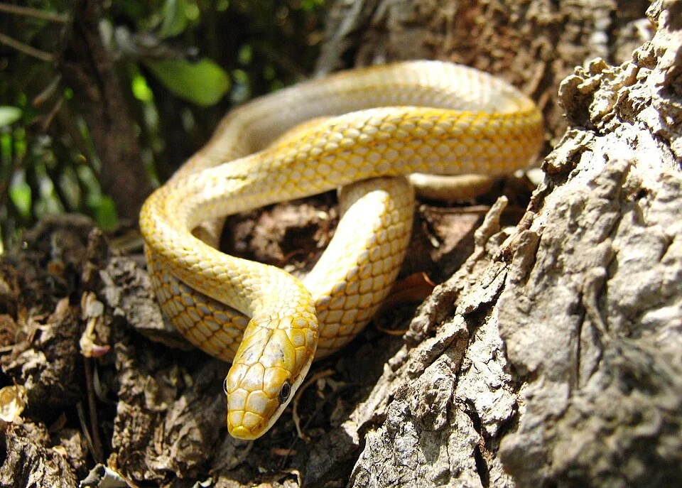 Yucatán White-lipped Snake (Symphimus mayae)