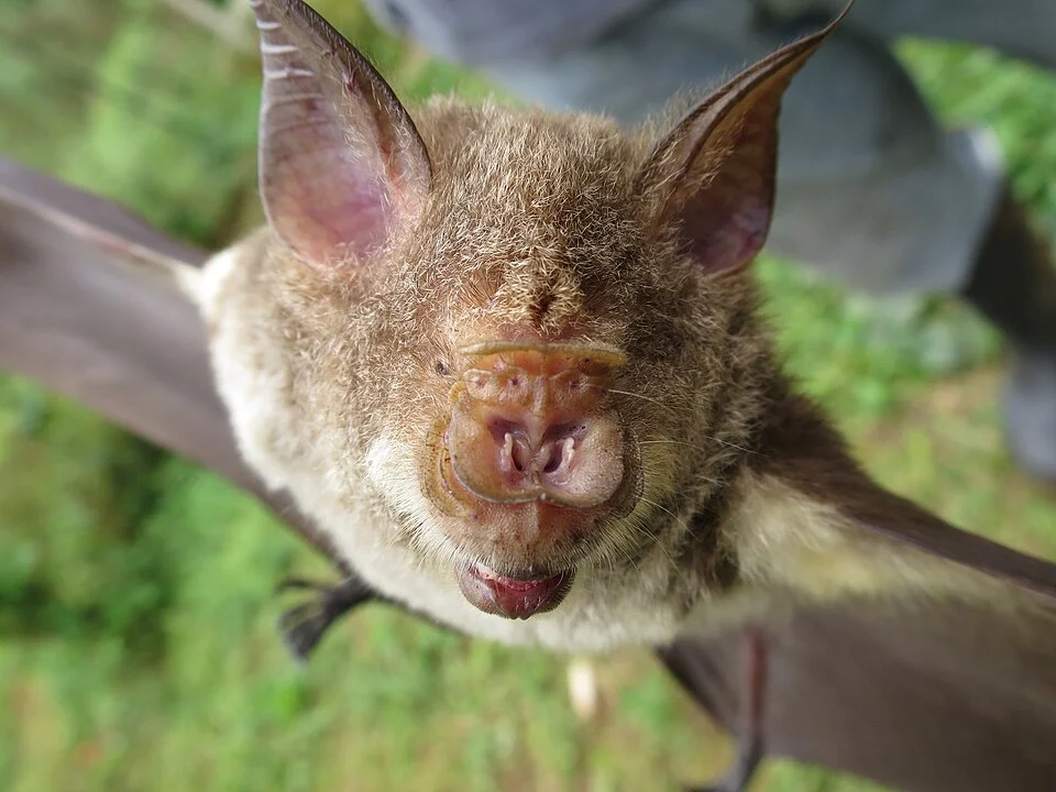 Photo of São Tomé Leaf-nosed Bat (Macronycteris thomensis) uploaded from iNaturalist.