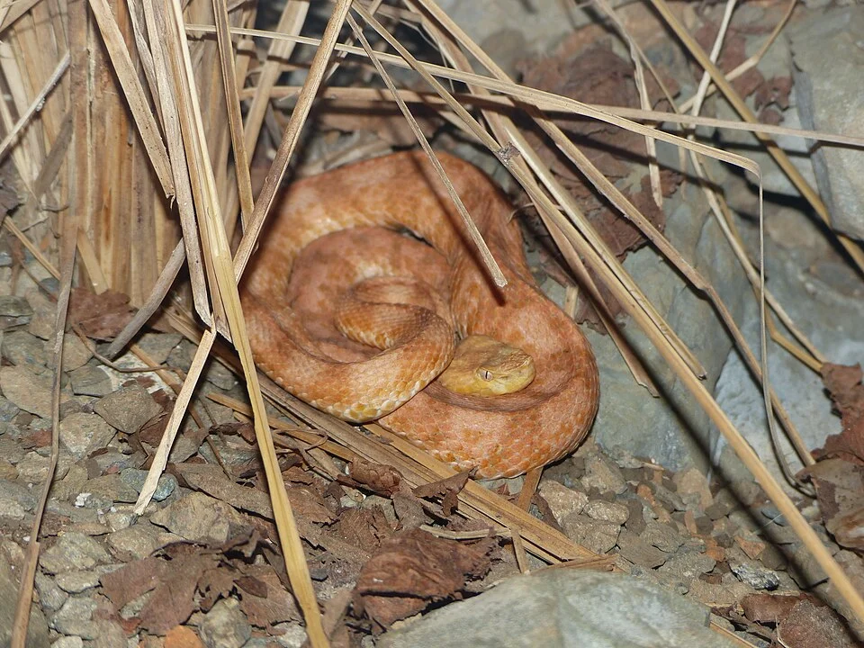 Porthidium lansbergii in captivity