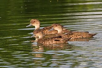 3 Sunda Teal (Anas gibberifrons) swimming at Nusa Dusa Ponds, Bali, Indonesia