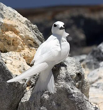 Gygis alba, Boatswain Bird Island, Ascension Island