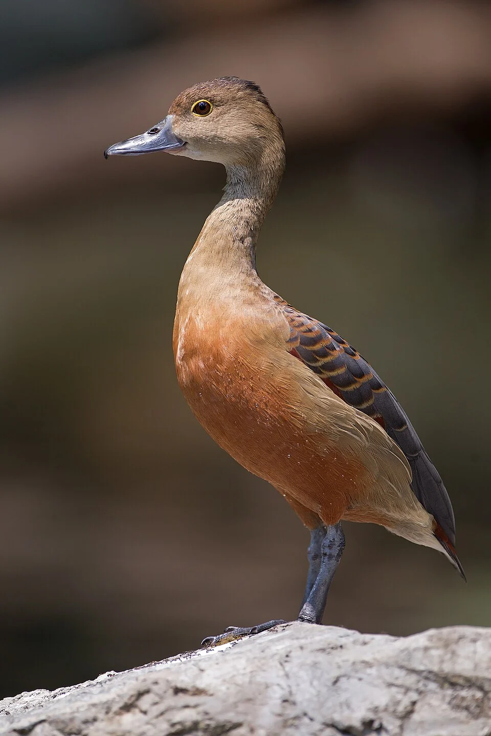 Lesser Whistling Duck (Dendrocygna javanica), Chiang Mai Province, Thailand