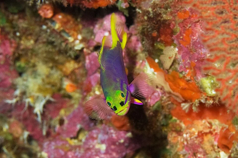 A juvenile Harlequin Grouper, Cephalopholis polleni, at Chichi Island, Ogasawara, Japan.