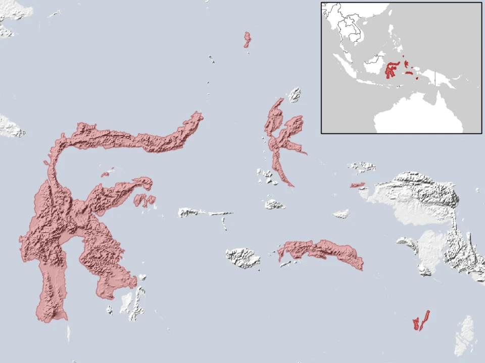 geographic distribution of Myotis moluccarum