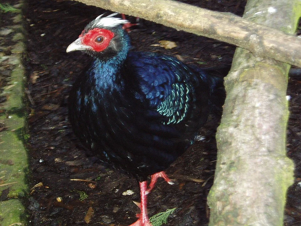 Male Edwards' pheasant, Lophura edwardsi
