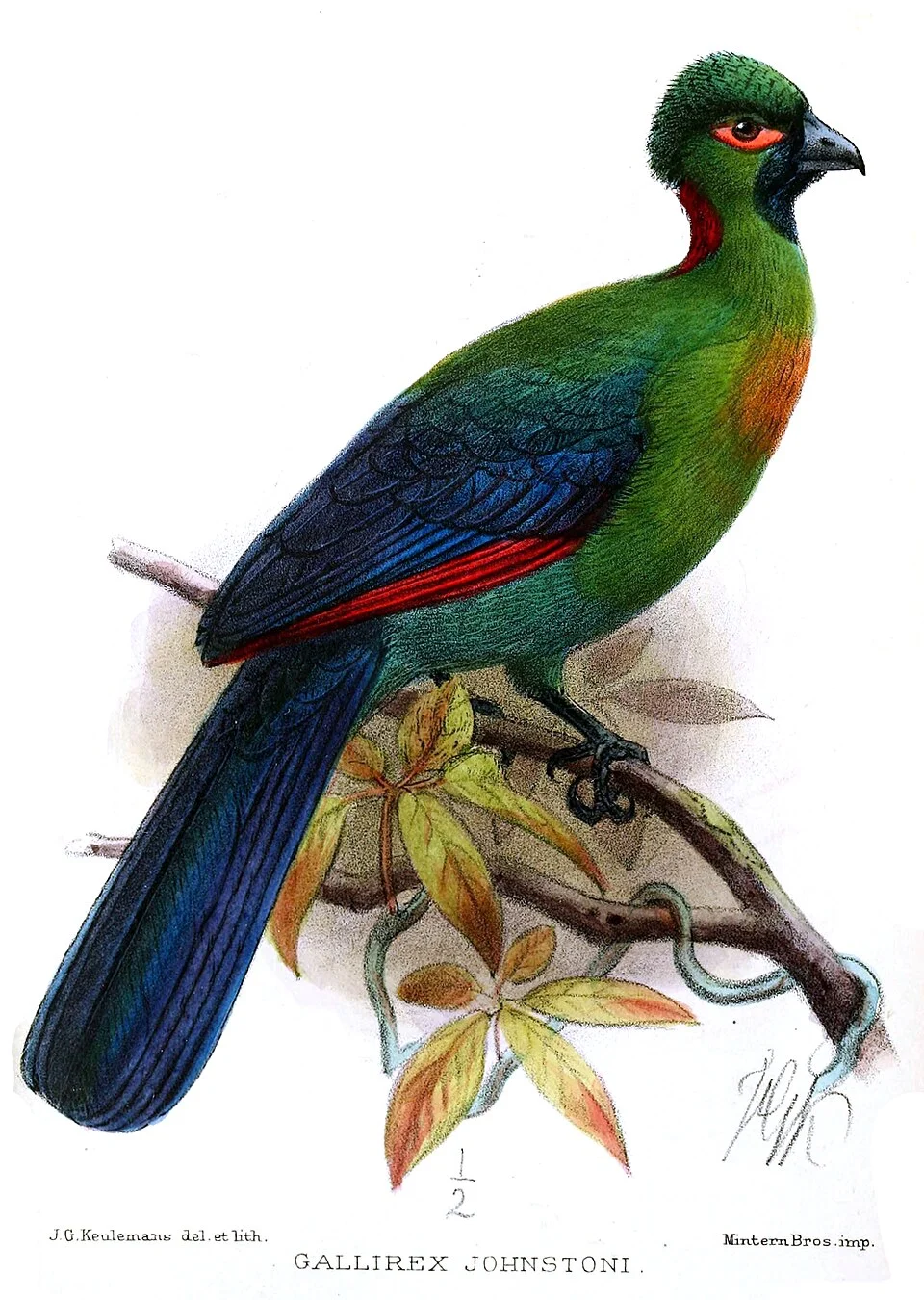 Gallirex johnstonii (synonym of Ruwenzorornis johnstoni)