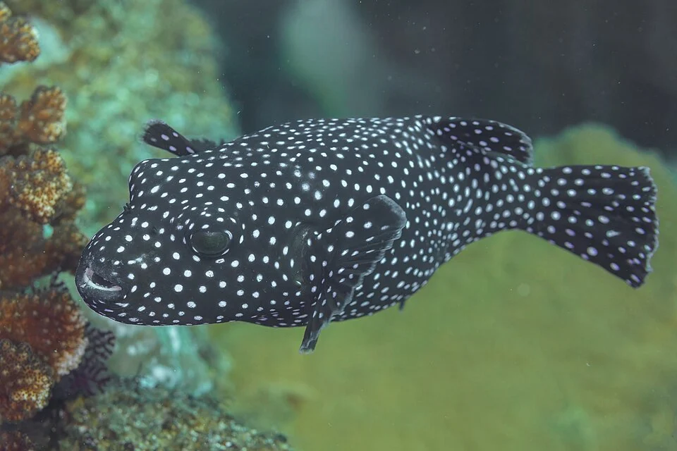 Guineafowl puffer (Arothron meleagris), Cabo Pulmo, Baja California, Mexico. This pufferfish can be found in the Indo-Pacific, and Eastern Pacific. It reaches 50 centimetres (20 in) in length. Due to their low swimming speed, Arothron meleagris depend upon other forms of defense, such as modified scales, inflating with water or gas, and Tetrodotoxin (a deadly neurotoxin). The diet of this species mainly consists of corals and invertebrates such as tunicates, crustose coralline algae, sponges and echinoids. It is occasionally harvested for the aquarium trade.
