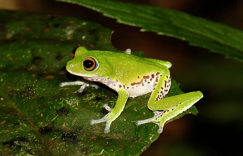 Pseudophilautus mooreorum is a endemic species of frog found in Sri Lanka