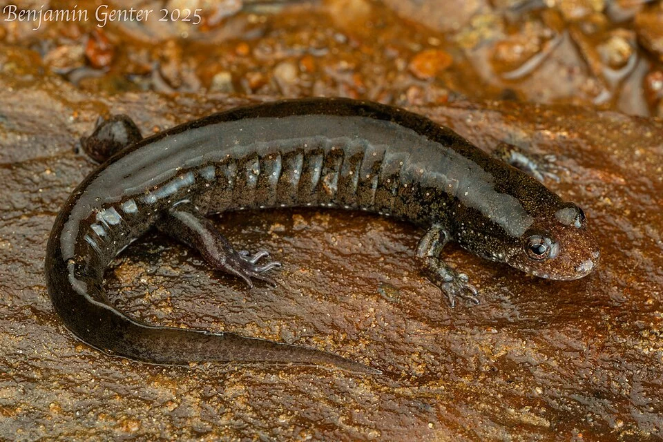 Adult from Georgia