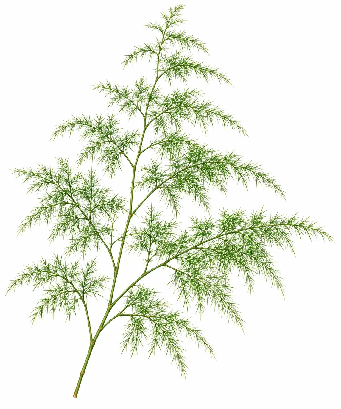 AI interpretation: lace fern cladode spray.
