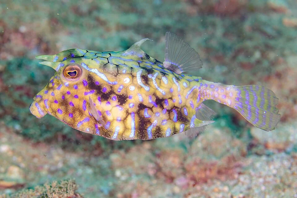 Thornback cowfish (Lactoria fornasini), Mahé, Seychelles