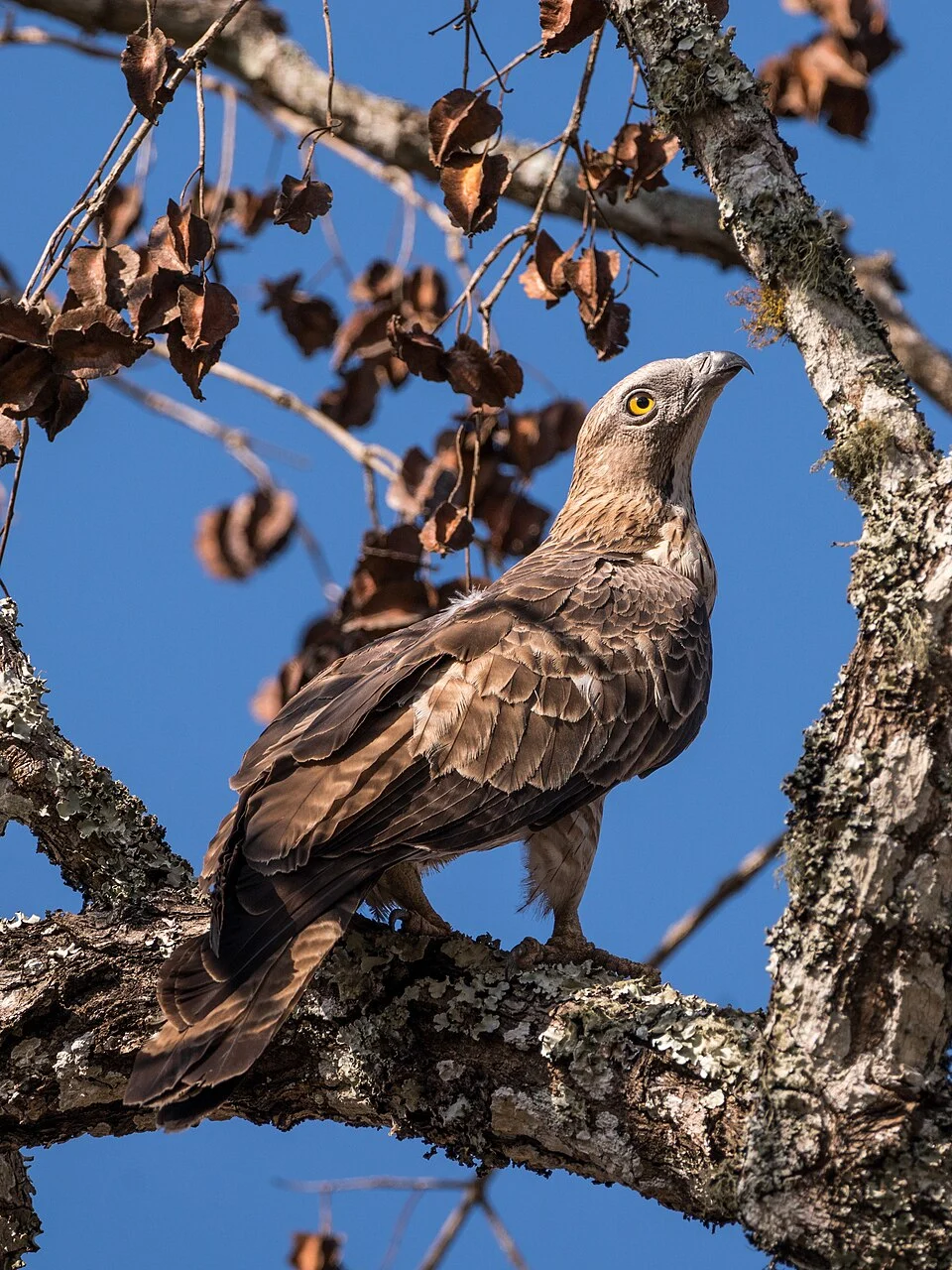 Oriental honey buzzard (Pernis ptilorhynchus) (f) perched on a tree, Mudumalai National Park, Tamilnadu, India. Yellow iris indicates a female. The crested honey buzzard is a specialist feeder. Unlike other raptors, it mainly eats the grubs of bees and wasps, with bits of comb and honey. It takes other small insects such as cicadas. Occasionally, it eats small birds, reptiles and frogs like other raptors. While perched, it observes the flight lines of bees and wasps to locate their honeycombs.