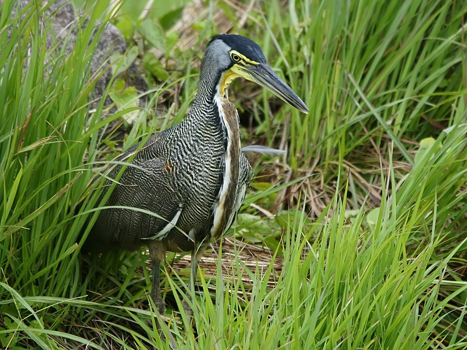 Bare-throated Tiger Heron at Rincon de la Vieja, Costa Rica.