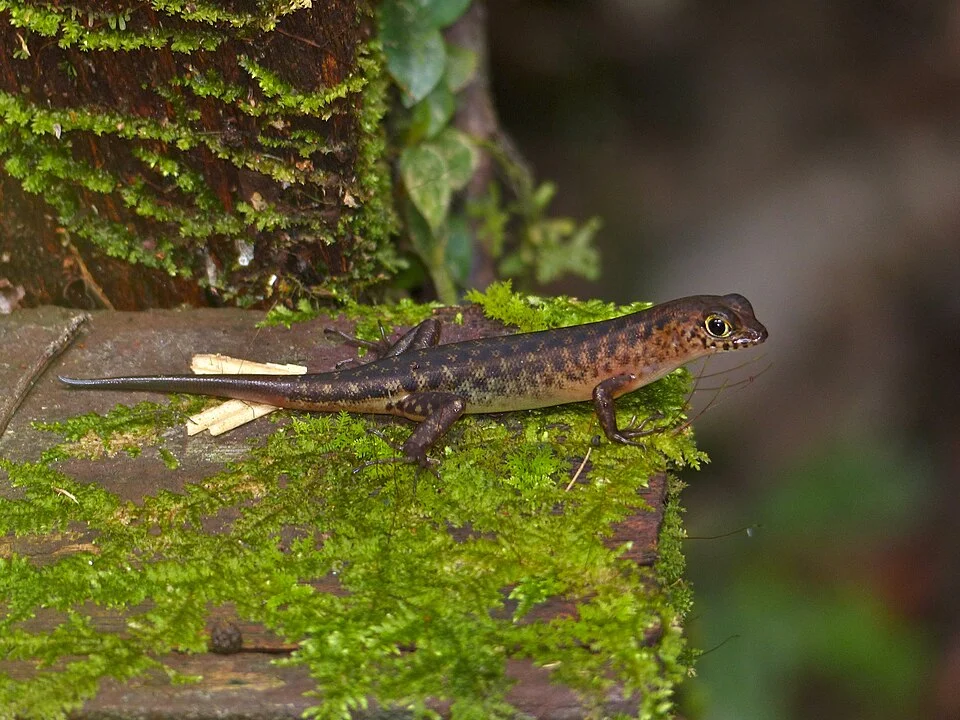 Botanic Trail, Mulu NP, Sarawak, MALAYSIA