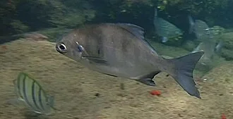 A swimming Neoscorpis lithophilus from uMkhanyakude, ZA-NL, ZA