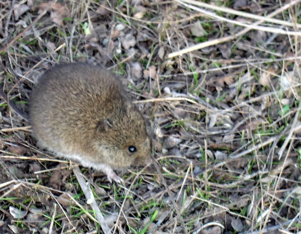Reithrodontomys megalotis.