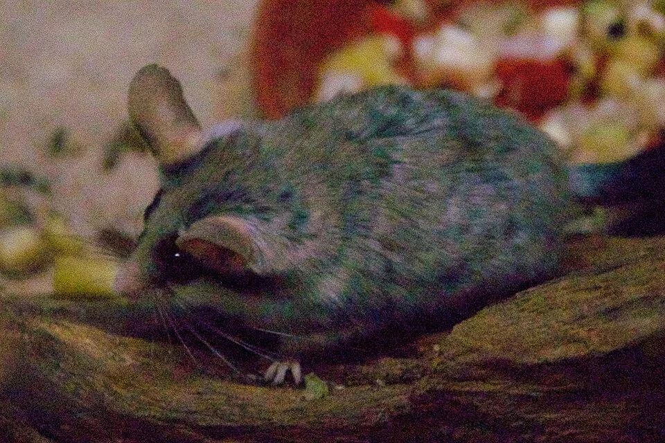 Desert Dormouse, Eliomys melanurus. At Frankfurt Zoo.