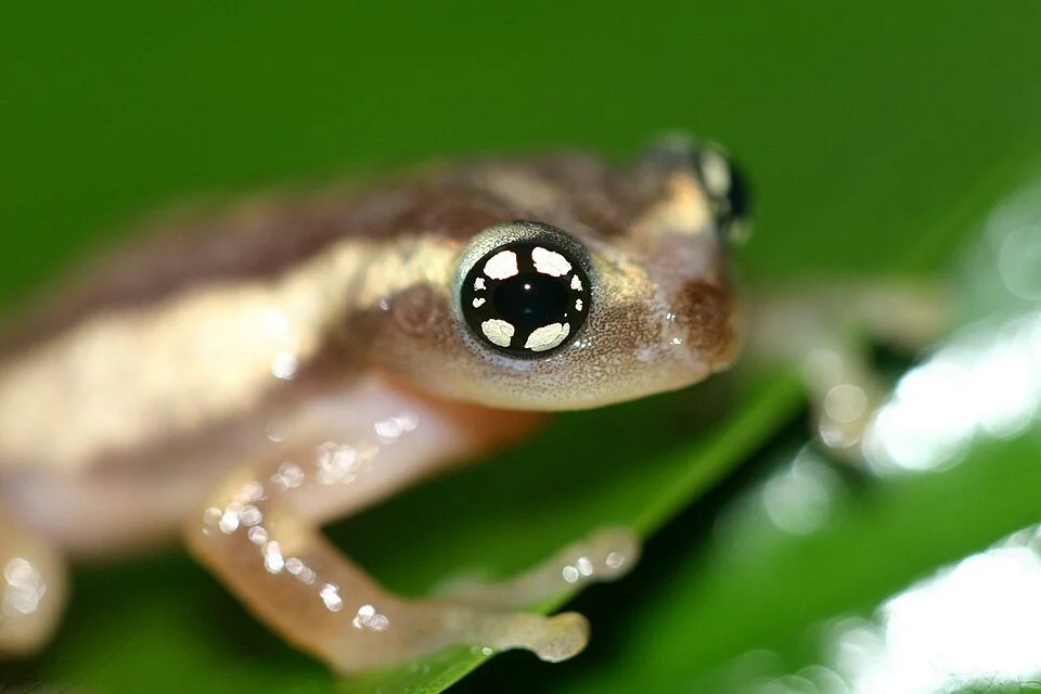 Raorchestes ochlandrae from India