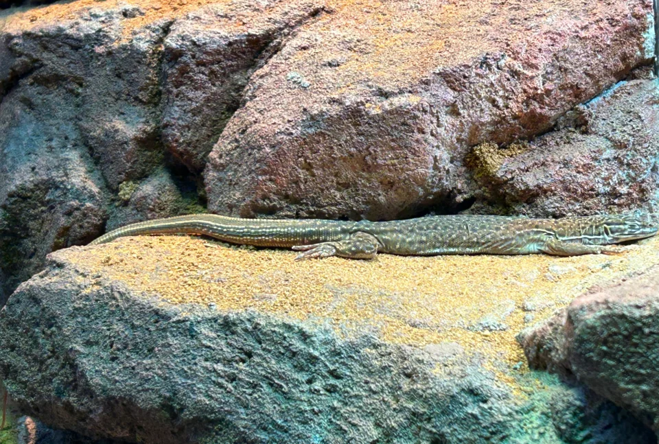 Rusty Desert Monitor pictured at Taronga Zoo's Amphibian & Reptile Conservation Centre.