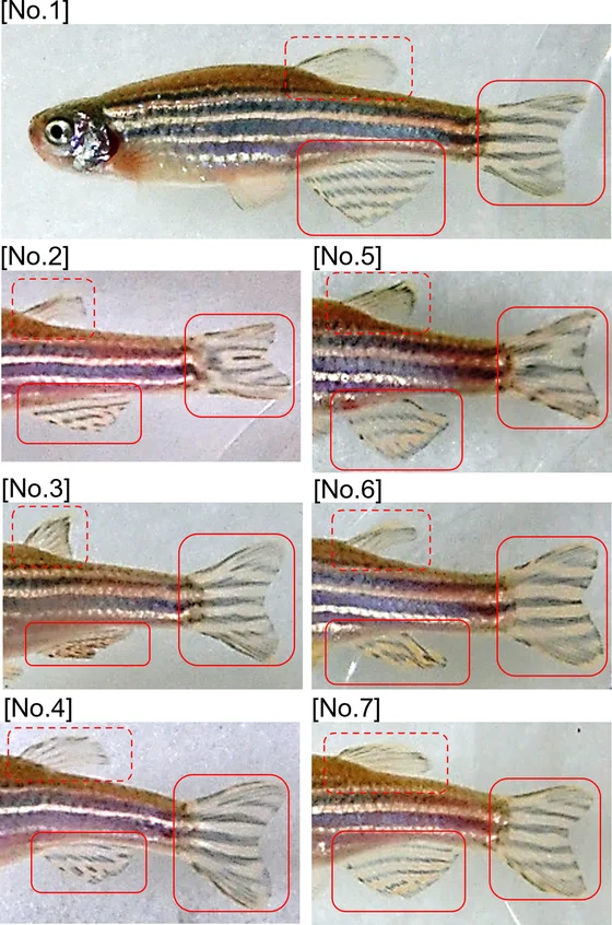 Seven adult zebrafish side-view photographs with dark horizontal body stripes and red boxes marking caudal, anal and dorsal fin patterns.