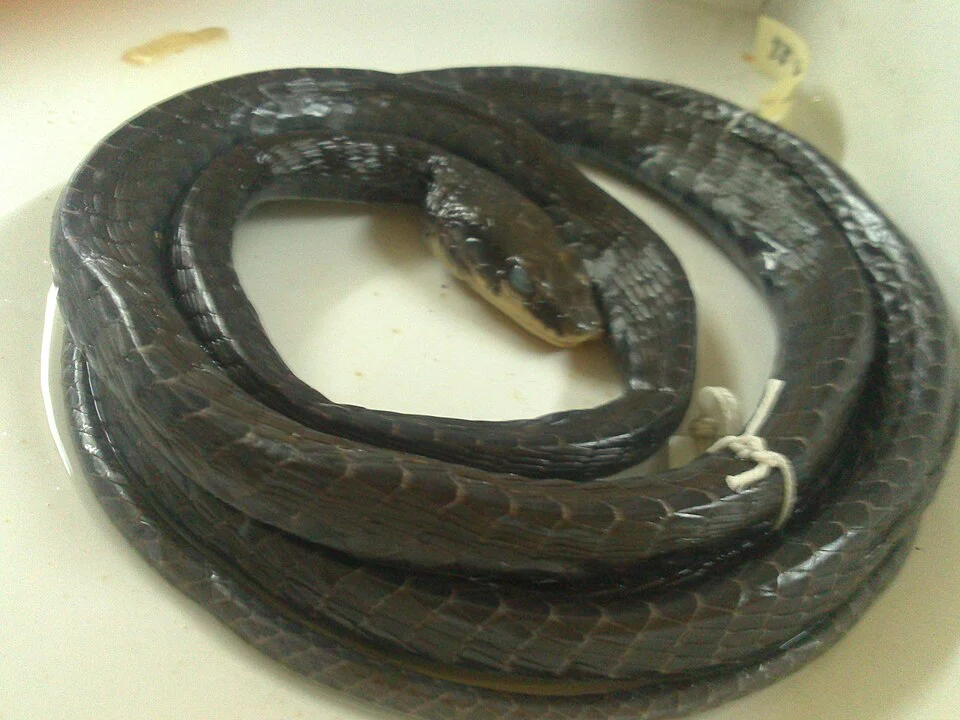 Nicobarese bronzeback tree snake in the specimens collection of the Bombay Natural History Society (BNHS) in Mumbai, India. Zoological name: Dendrelaphis humayuni. One of the taxa named for Humayun Abdulali, an Indian naturalist.
This photo is one of the outputs of a Wikimedian-in-Residence (pilot project) conducted at the BNHS by the erstwhile Wikimedia Chapter (India) and the BNHS in 2013. 

Alt text: A preserved Nicobarese bronzeback tree snake (Dendrelaphis humayuni), appearing dark brown to black, coiled in several loops inside a clear specimen container. Its slender body and small head a