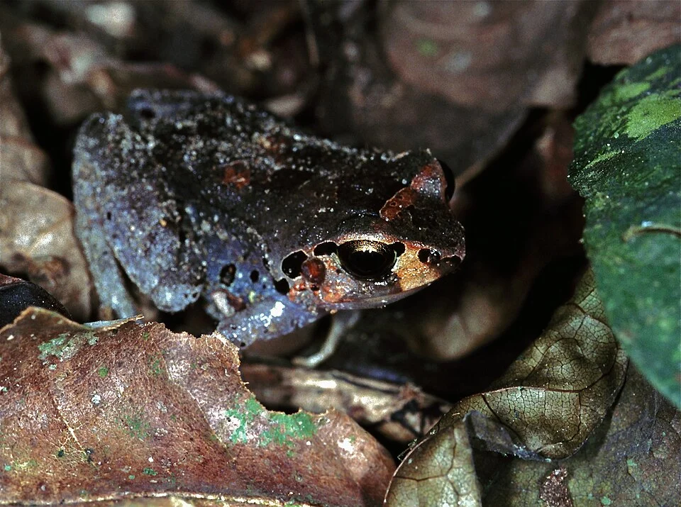 Korup NP, CAMEROON