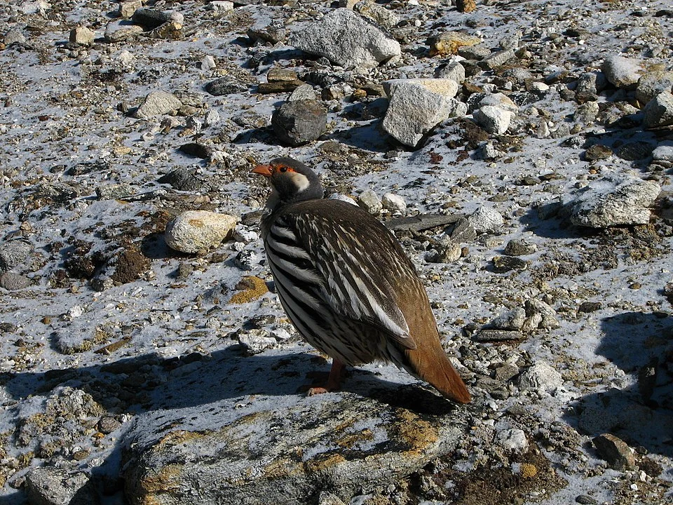 Tibetan Snowcock Tetraogallus tibetanus, Sagarmatha, Nepal 27°59'13"N 86°49'46"E, 5300m altitude.