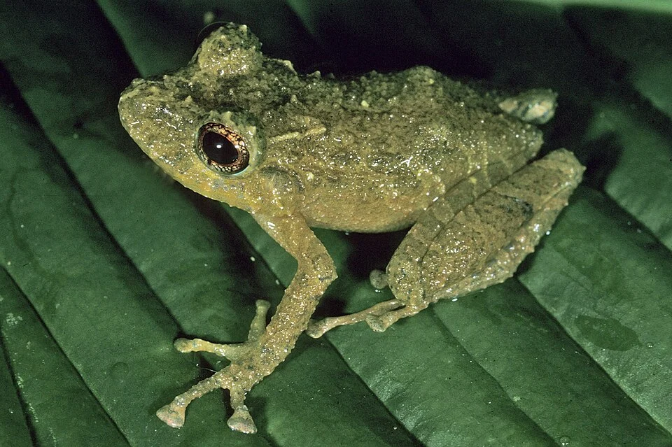 Pristimantis labiosus