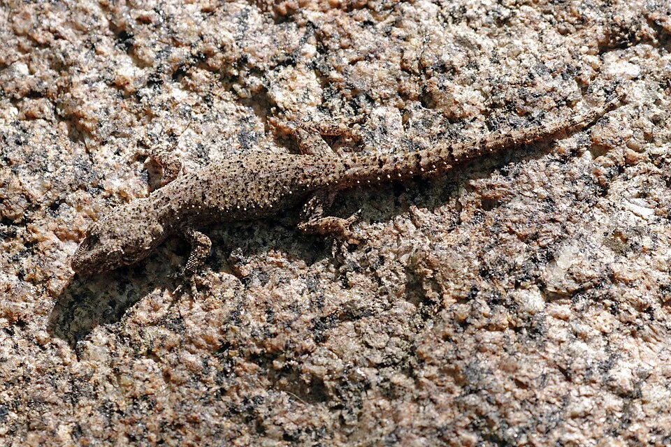 Farquhar half-toed gecko (Hemidactylus mercatorius), Anja Community Reserve, Madagascar
