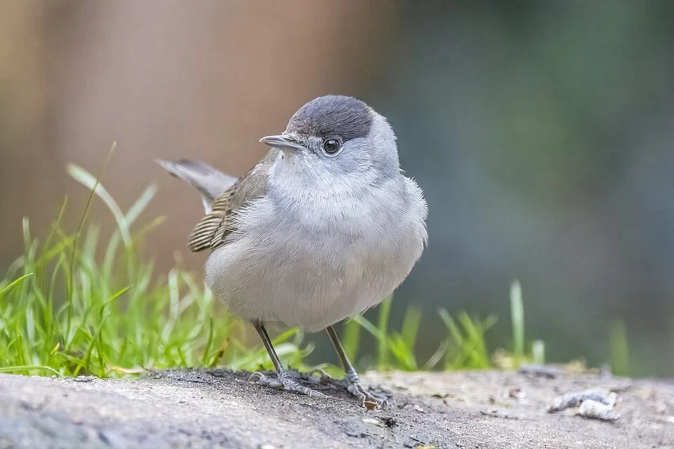 Eurasian blackcap (Sylvia atricapilla) male, Drenthe, Netherlands