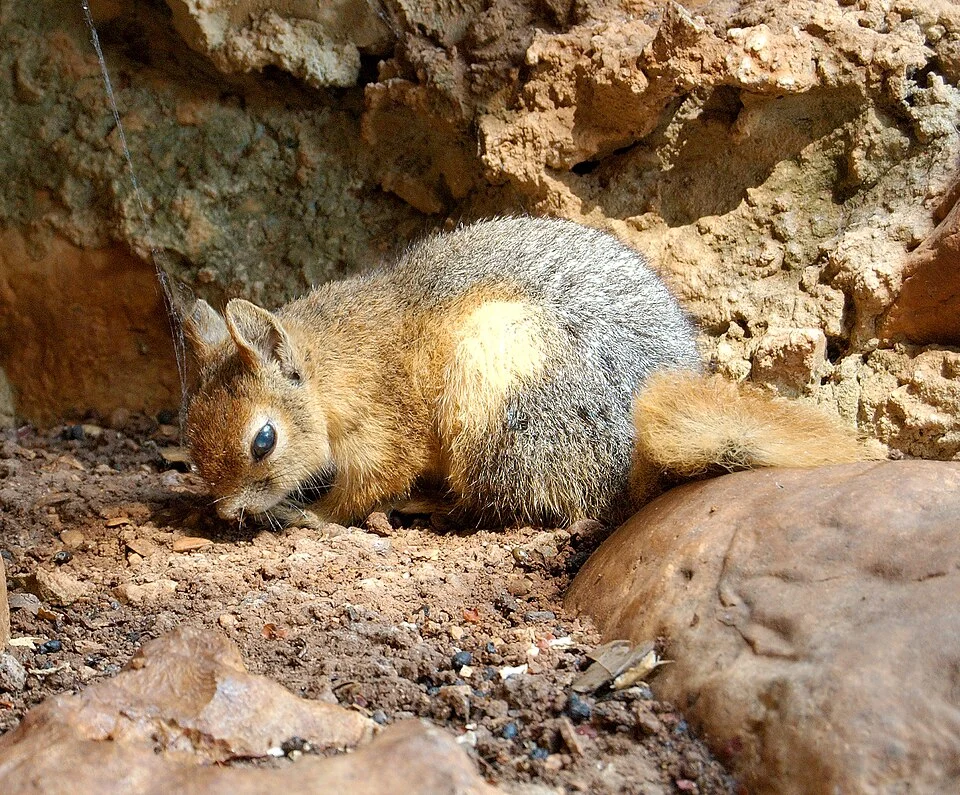 This file was uploaded with Commonist.
Sciurus anomalus (Persian Squirrel) in a cage/display at Jeita Grotto, Lebanon.