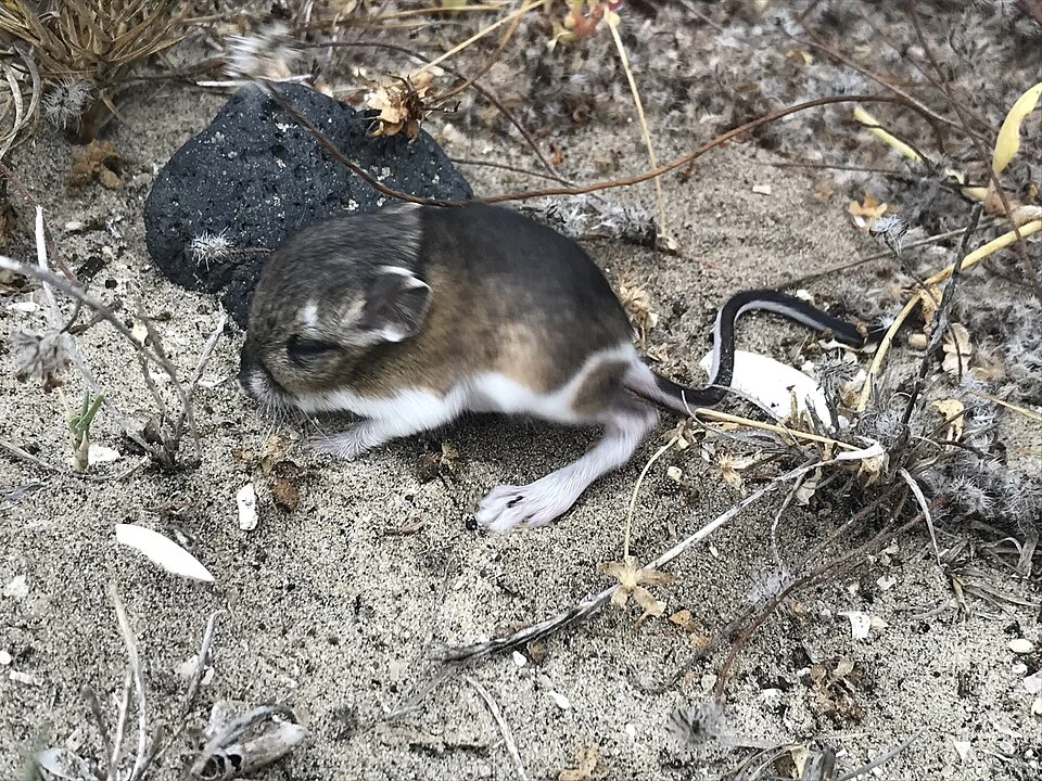 Photo of Dulzura Kangaroo Rat uploaded from iNaturalist.