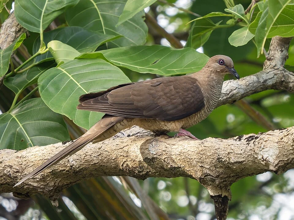 Flores Sea cuckoo-dove