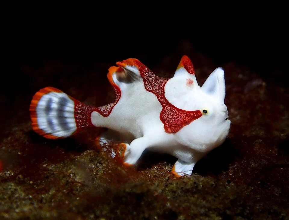 Antennarius maculatus (Desjardins, 1840) 2283129219